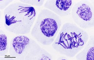 Mitosis, figure 3